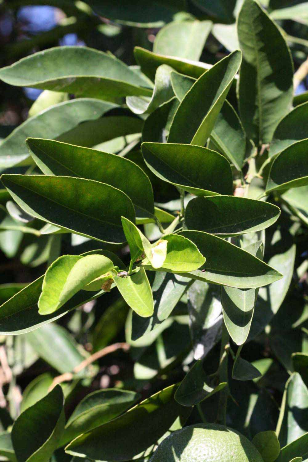              Sun leaves (Winter Haven, FL)       